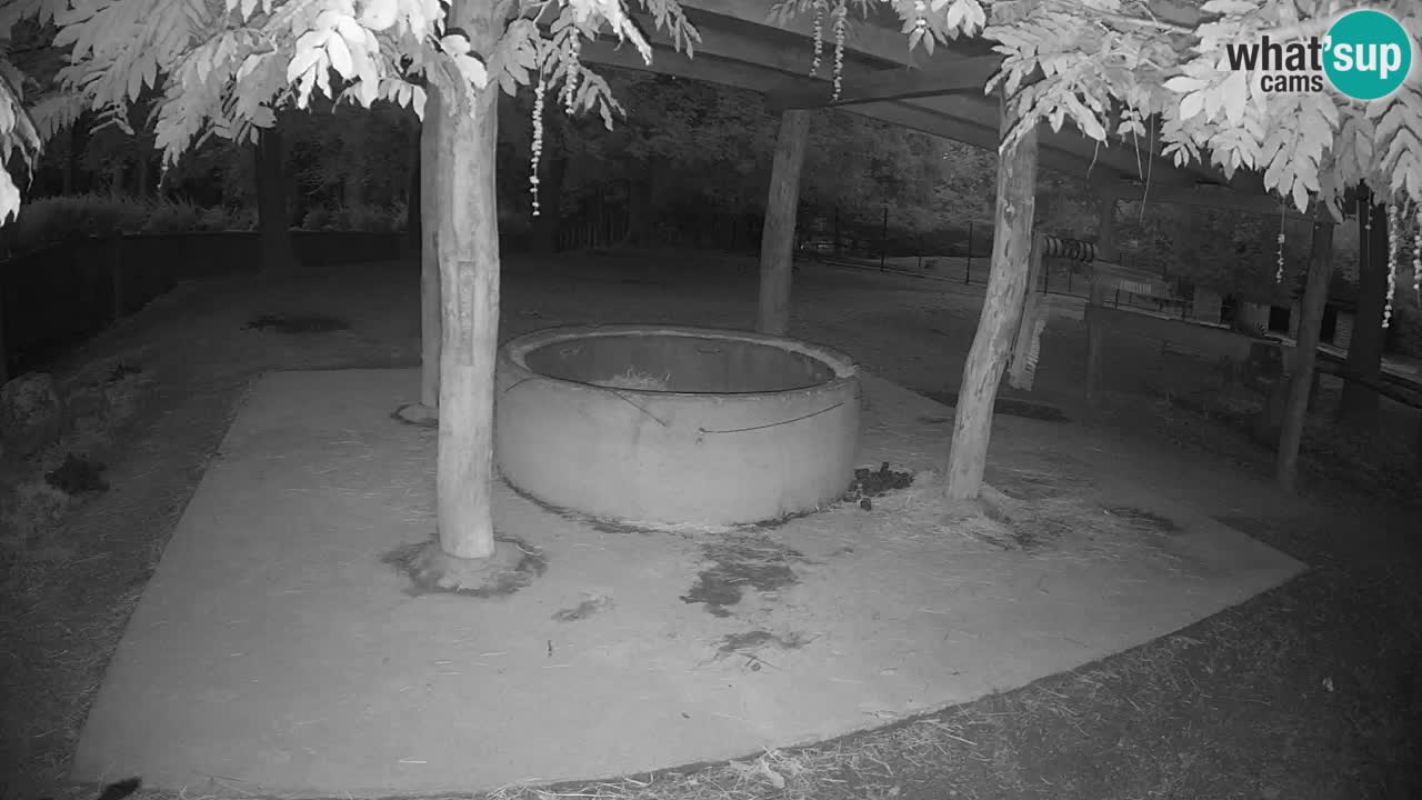 Zebre v živo v živalskem vrtu Ljubljana ZOO spletne kamere