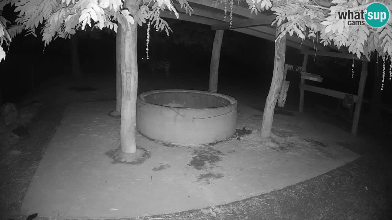 Le Zebre nello ZOO di Ljubljana – Slovenia Live webcam