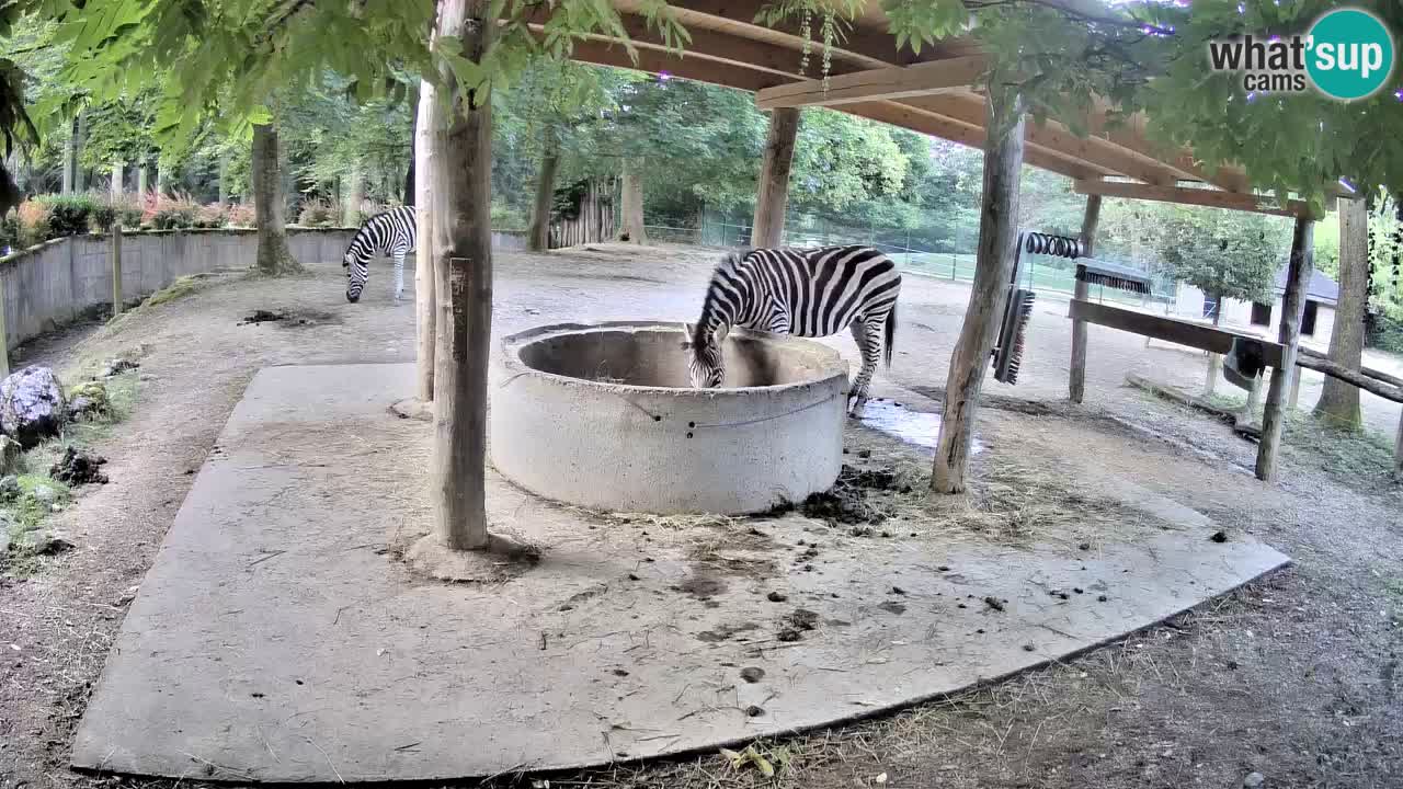 Camera en vivo Cebras in Ljubljana ZOO – Eslovenia