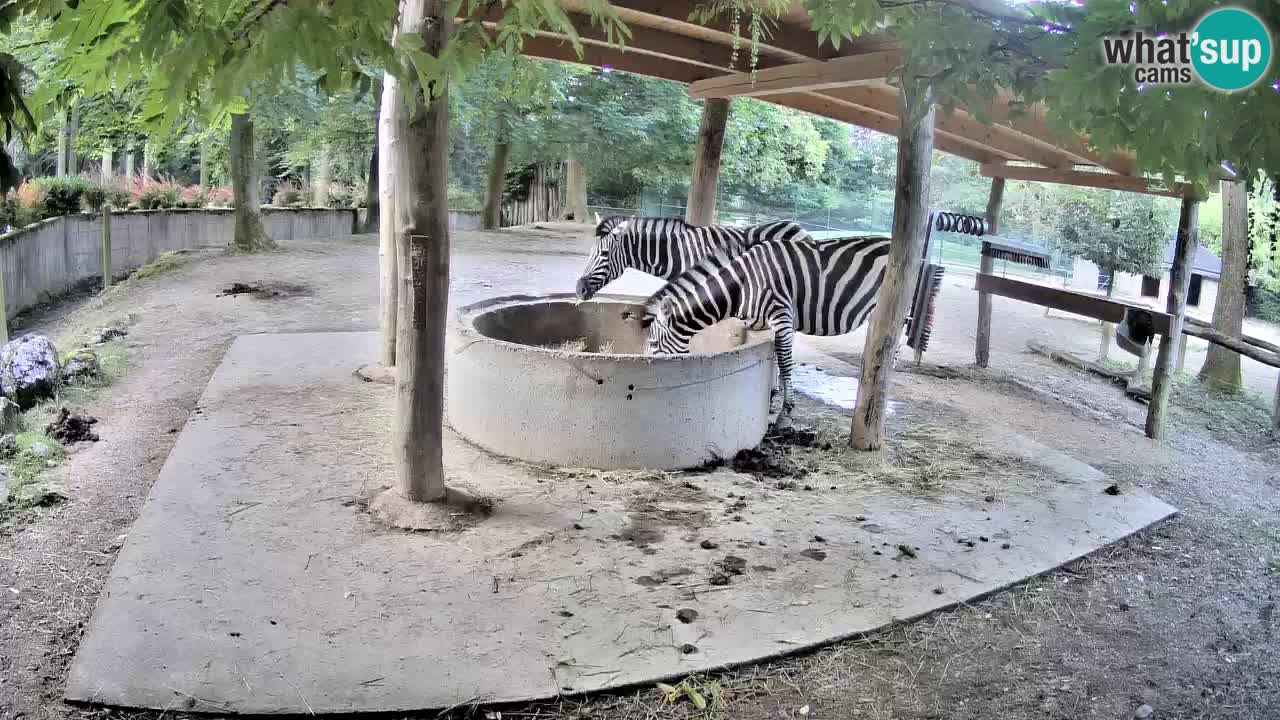Live webcam Les zèbres in Ljubljana ZOO – Slovénie