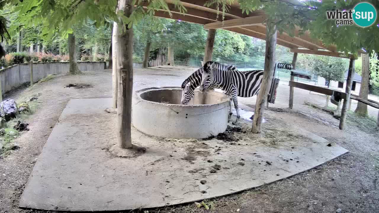 Camera en vivo Cebras in Ljubljana ZOO – Eslovenia