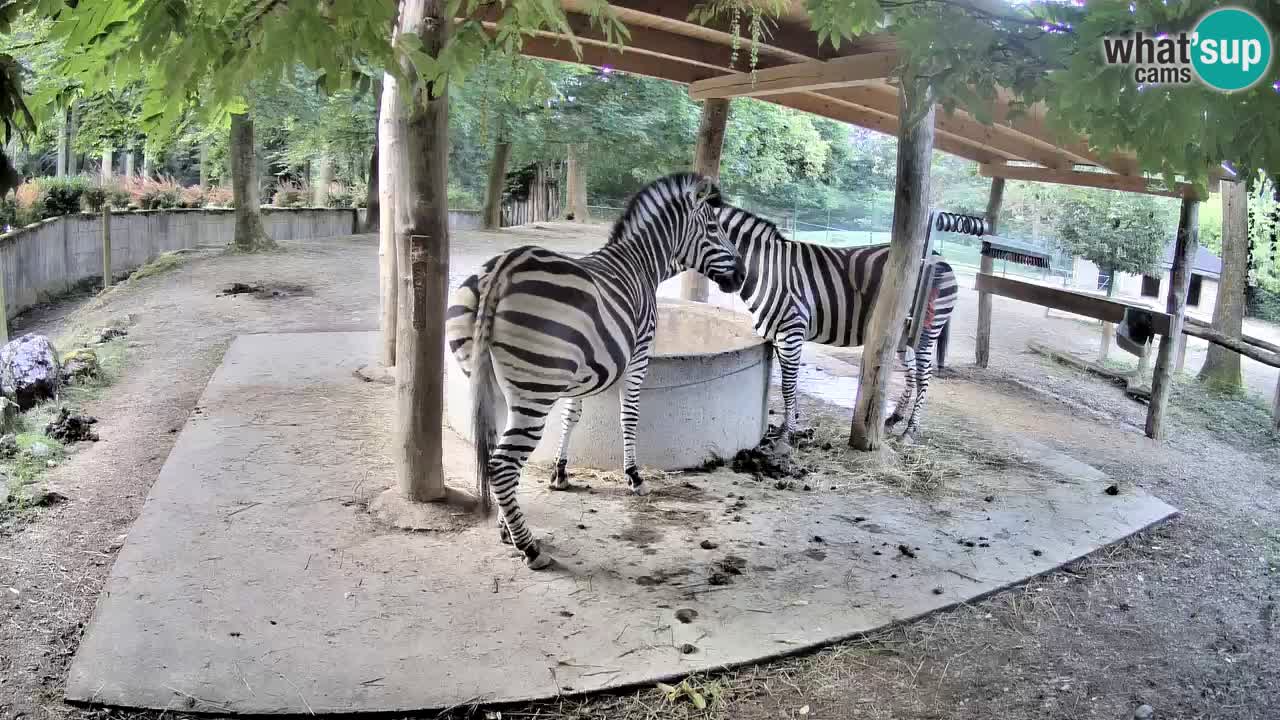 Live Webcam Zebras in Ljubljana ZOO – Slowenien