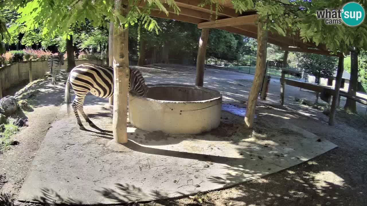 Camera en vivo Cebras in Ljubljana ZOO – Eslovenia