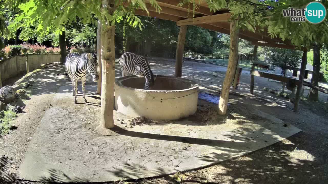 Live webcam Les zèbres in Ljubljana ZOO – Slovénie
