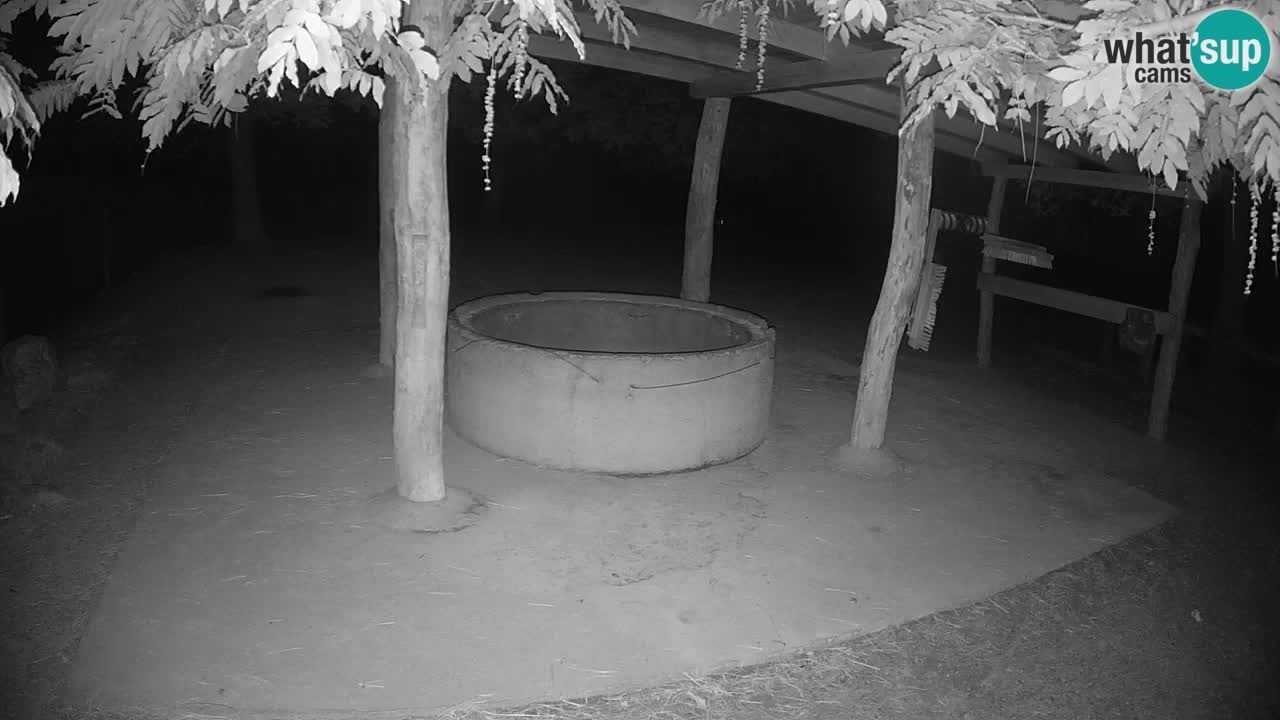 Web kamera uživo Zebras u ZOO Ljubljana – Slovenija
