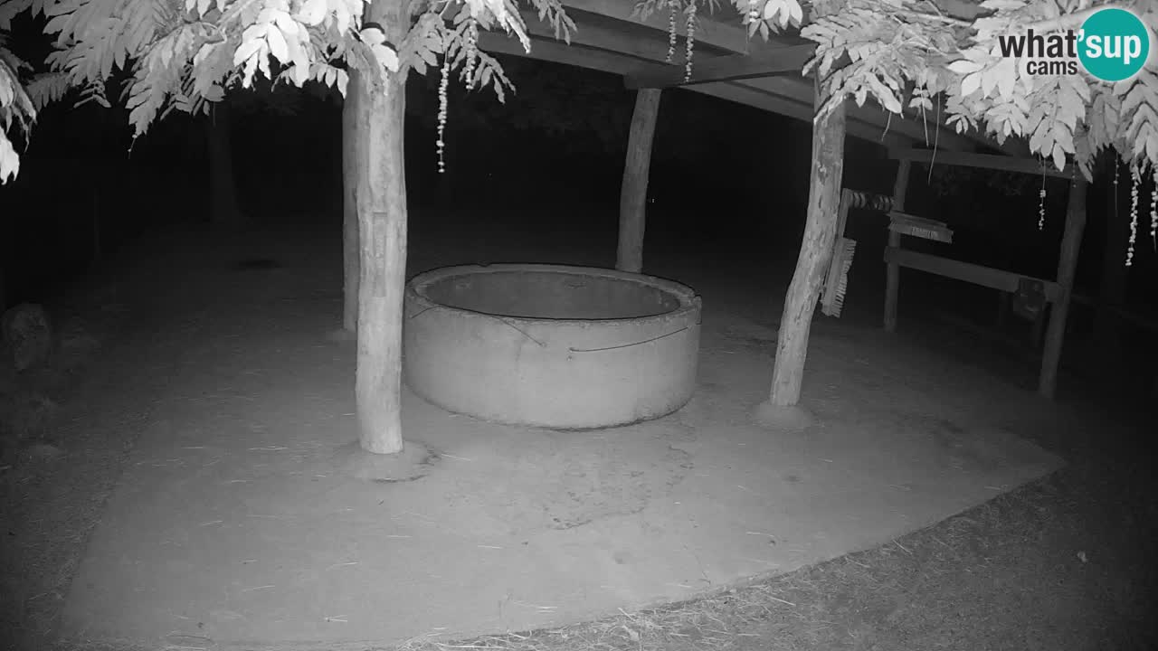 Live webcam Zebras in Ljubljana ZOO – Slovenia