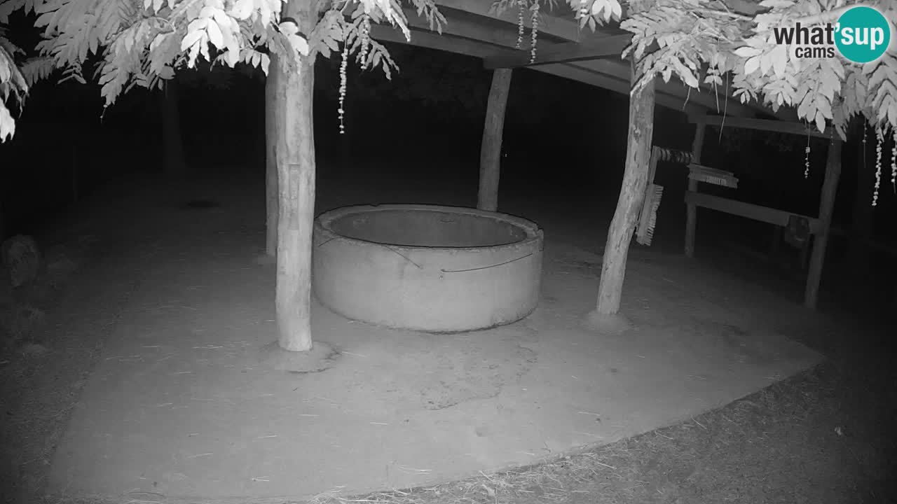 Live Webcam Zebras in Ljubljana ZOO – Slowenien