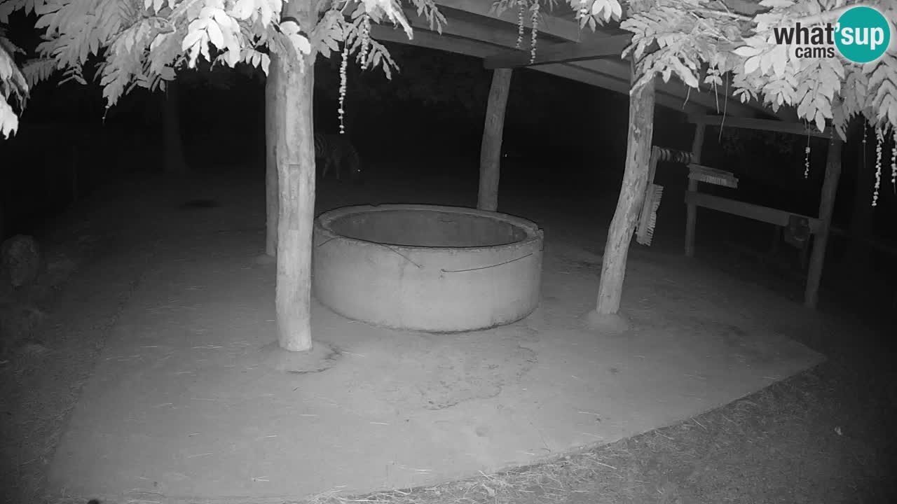 Live webcam Les zèbres in Ljubljana ZOO – Slovénie
