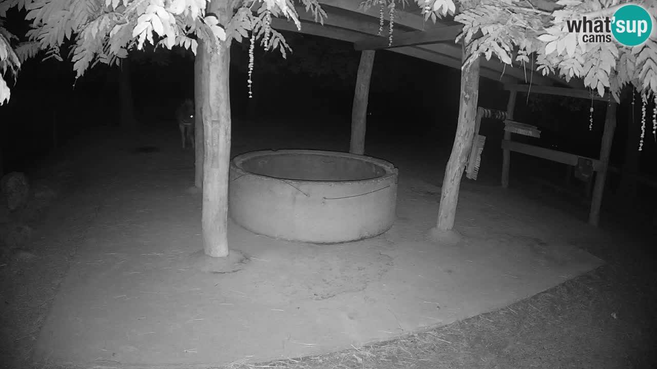 Live Webcam Zebras in Ljubljana ZOO – Slowenien