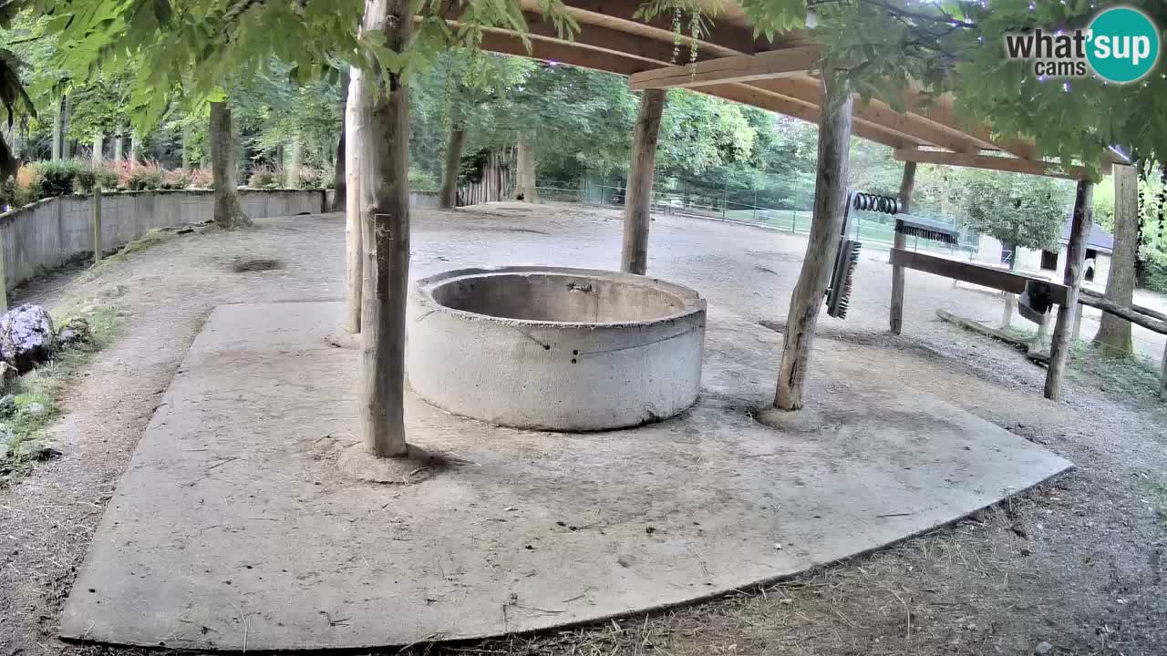 Live webcam Les zèbres in Ljubljana ZOO – Slovénie