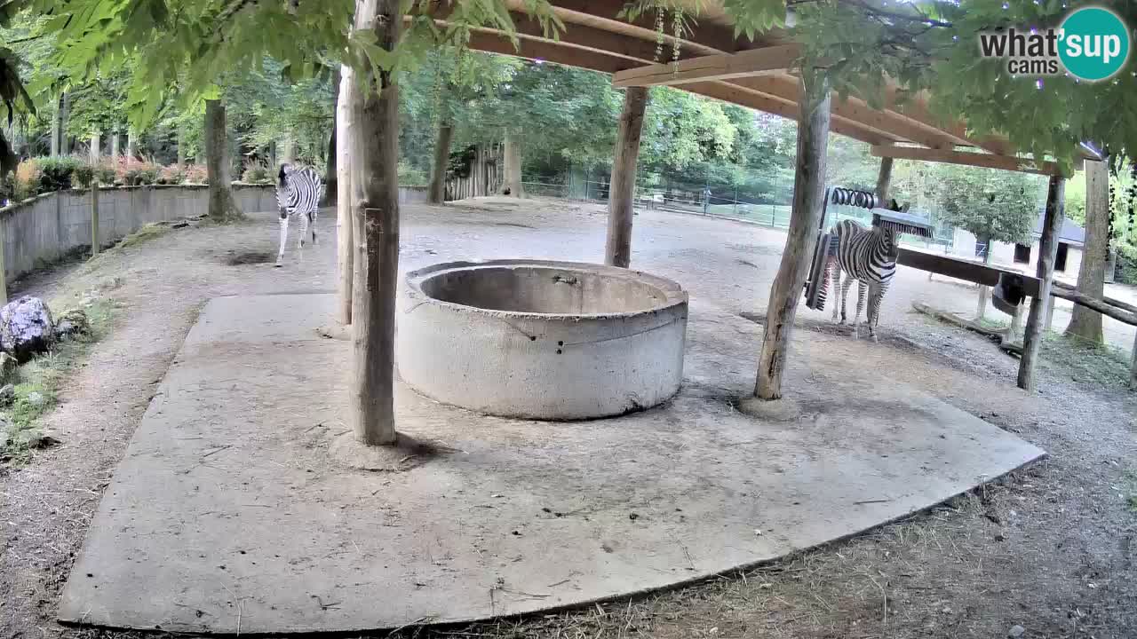 Live Webcam Zebras in Ljubljana ZOO – Slowenien
