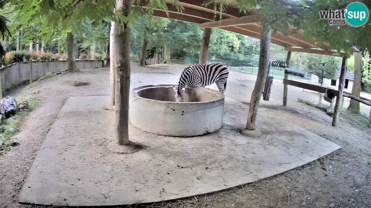 Zebre v živo v živalskem vrtu Ljubljana ZOO spletne kamere