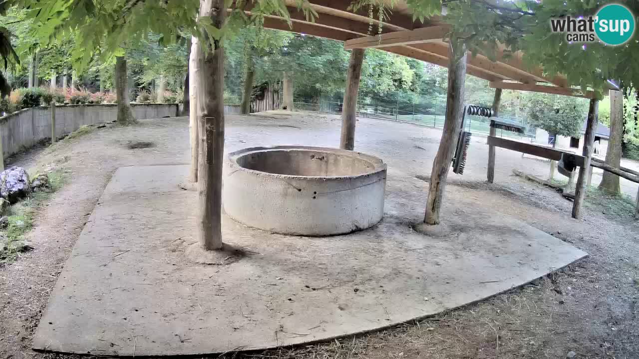 Live webcam Zebras in Ljubljana ZOO – Slovenia