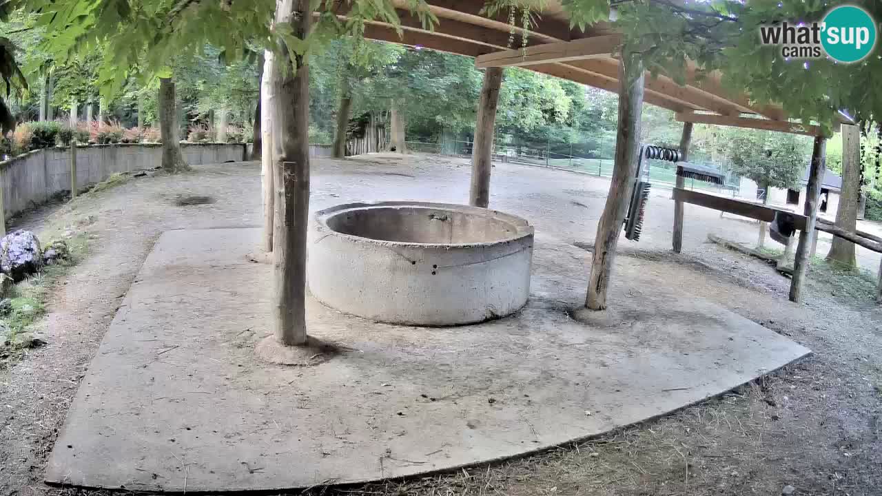Live webcam Zebras in Ljubljana ZOO – Slovenia