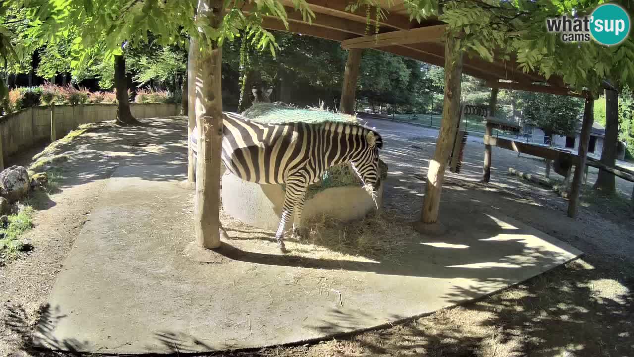Le Zebre nello ZOO di Ljubljana – Slovenia Live webcam
