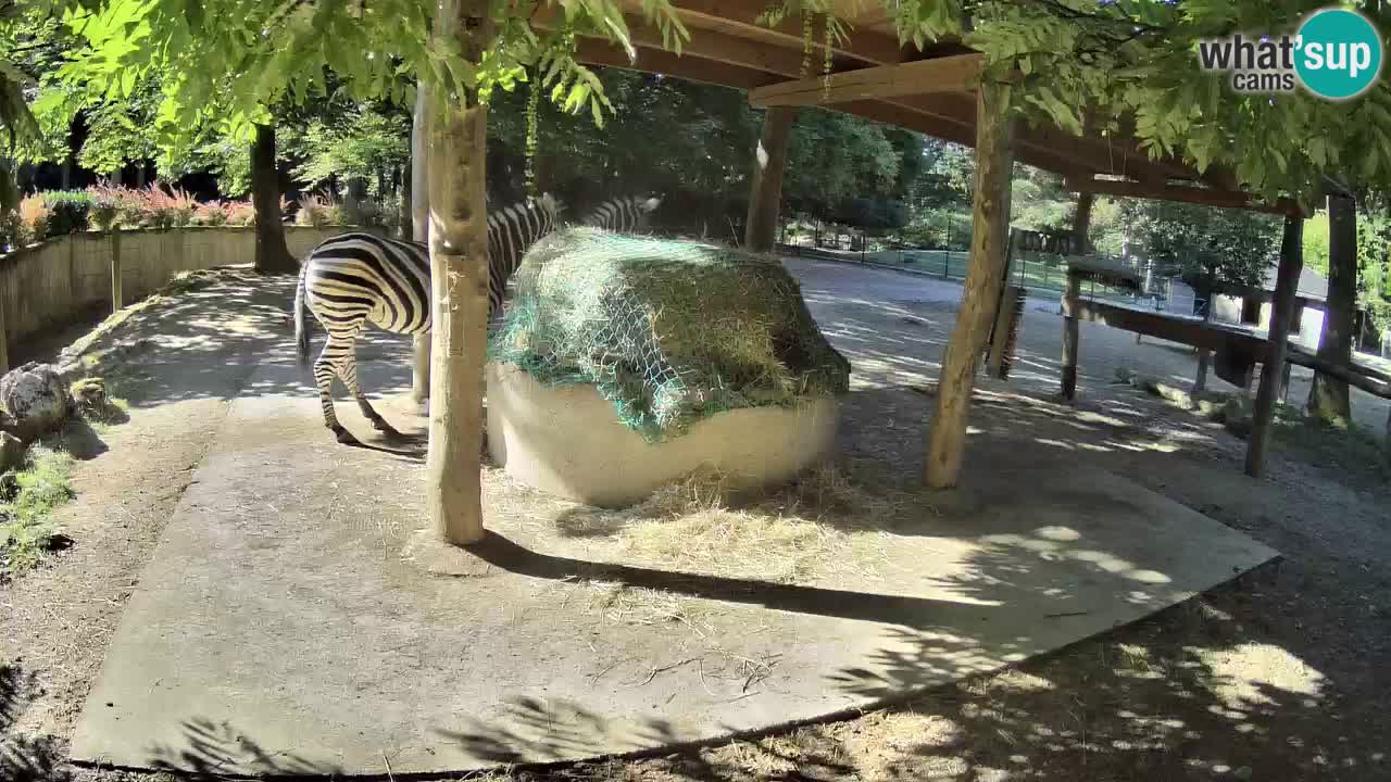 Live Webcam Zebras in Ljubljana ZOO – Slowenien