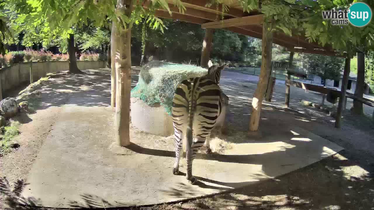 Le Zebre nello ZOO di Ljubljana – Slovenia Live webcam