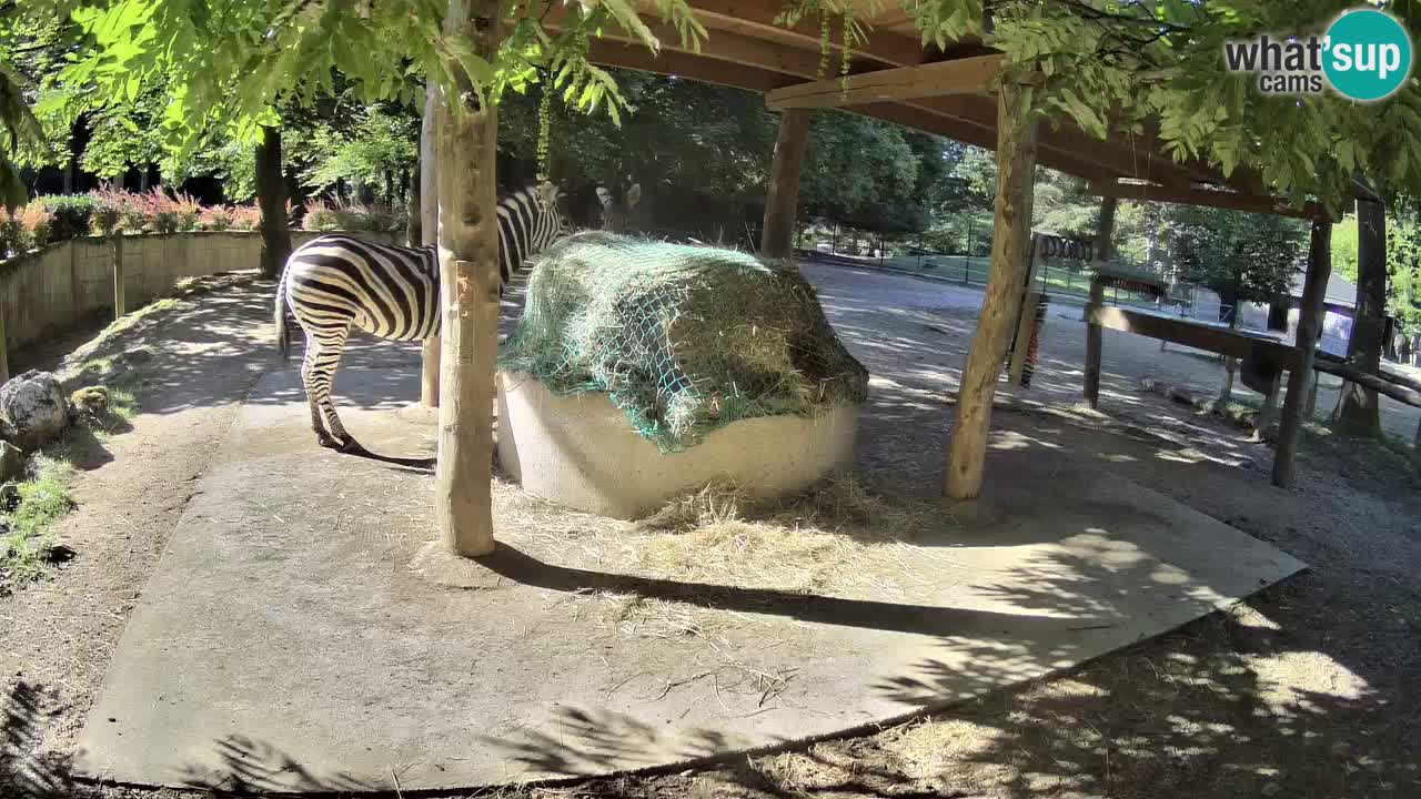 Web kamera uživo Zebras u ZOO Ljubljana – Slovenija