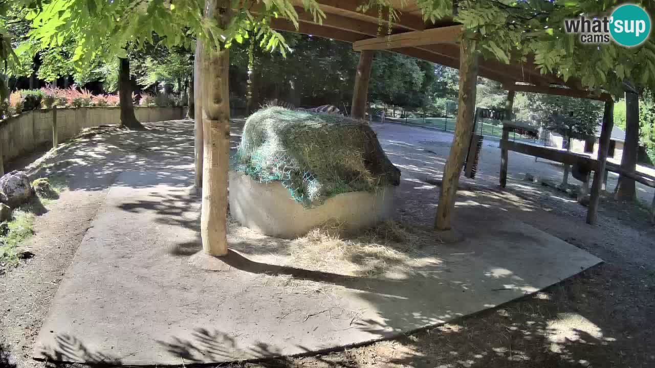 Zebre v živo v živalskem vrtu Ljubljana ZOO spletne kamere
