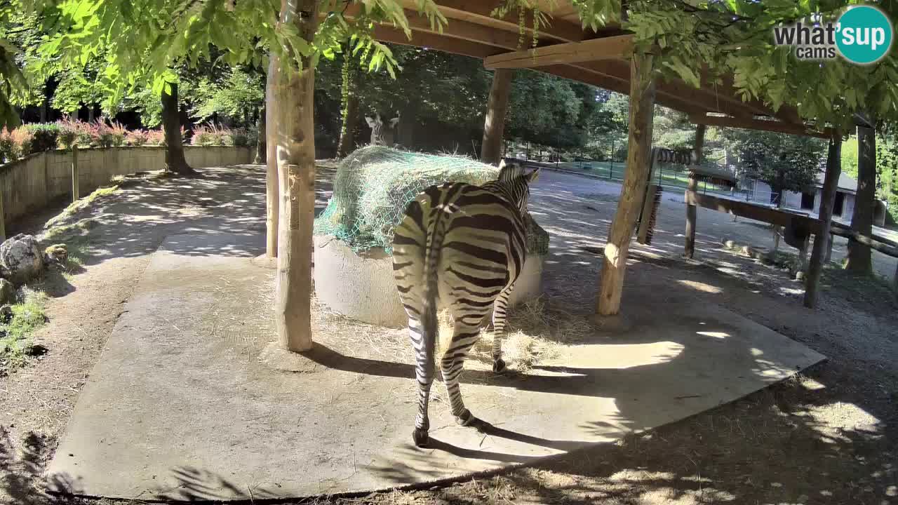 Live webcam Les zèbres in Ljubljana ZOO – Slovénie