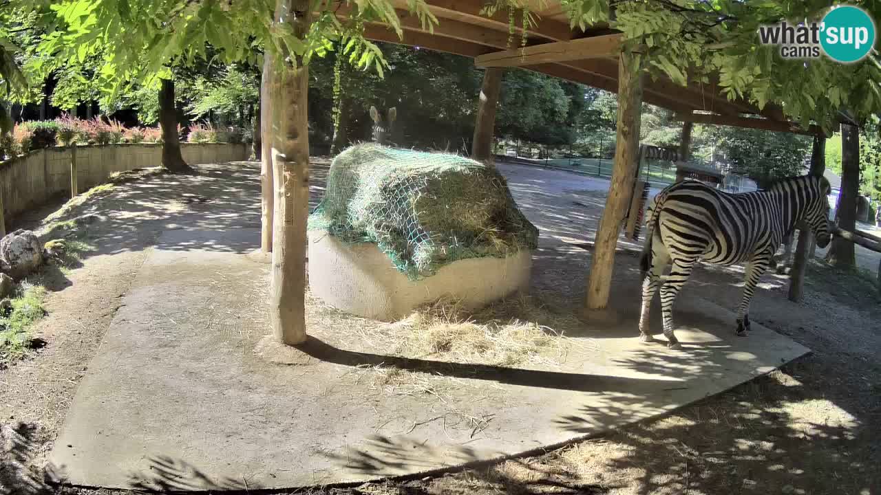 Live webcam Les zèbres in Ljubljana ZOO – Slovénie