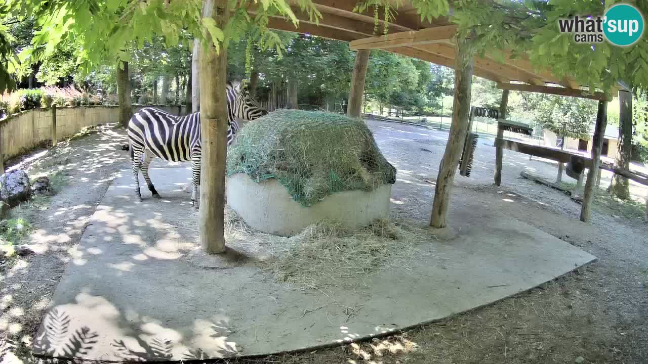 Live webcam Les zèbres in Ljubljana ZOO – Slovénie