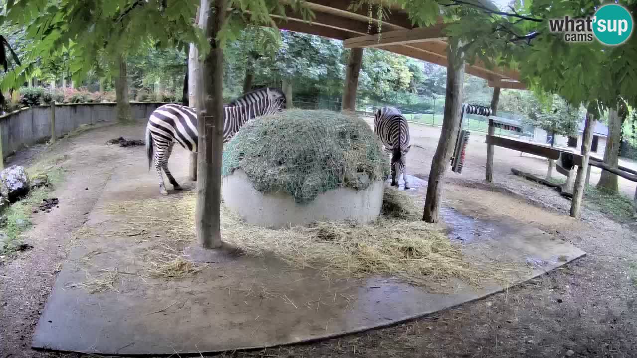 Camera en vivo Cebras in Ljubljana ZOO – Eslovenia