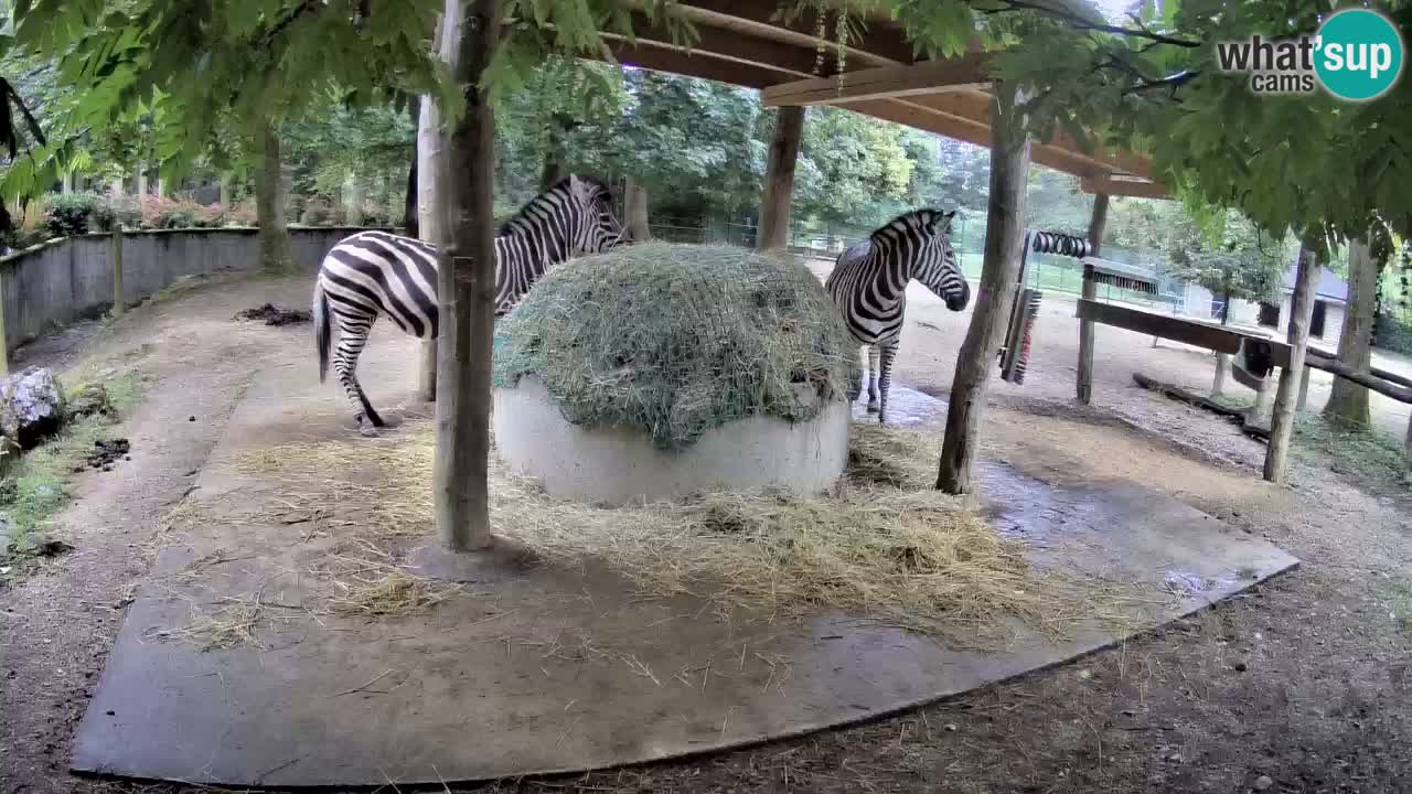 Live webcam Zebras in Ljubljana ZOO – Slovenia