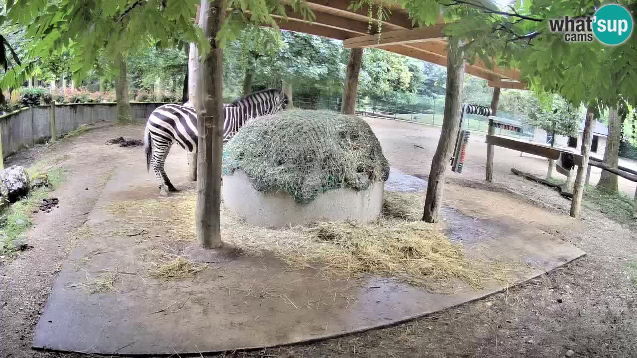 Live webcam Zebras in Ljubljana ZOO – Slovenia