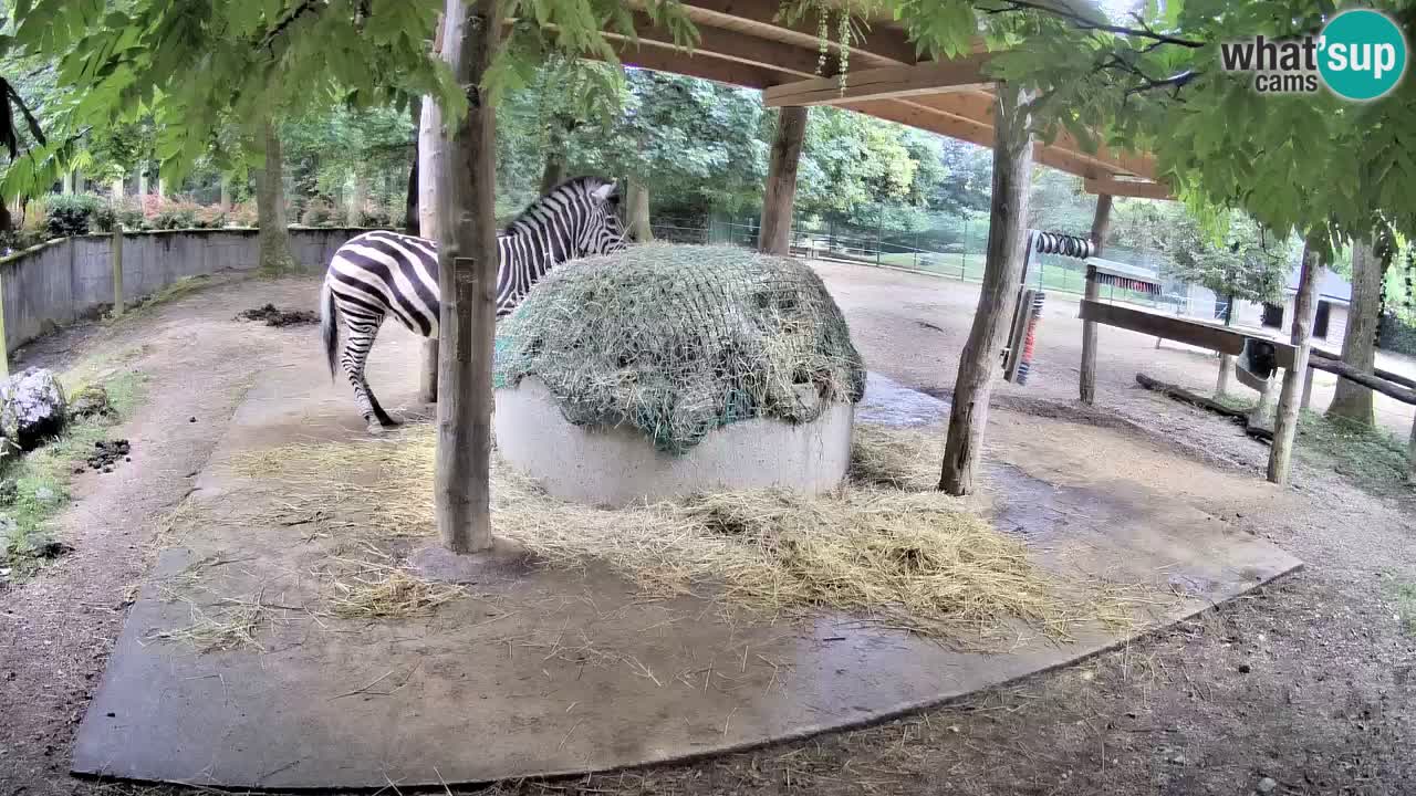 Zebre v živo v živalskem vrtu Ljubljana ZOO spletne kamere