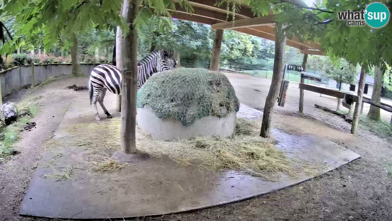 Zebre v živo v živalskem vrtu Ljubljana ZOO spletne kamere
