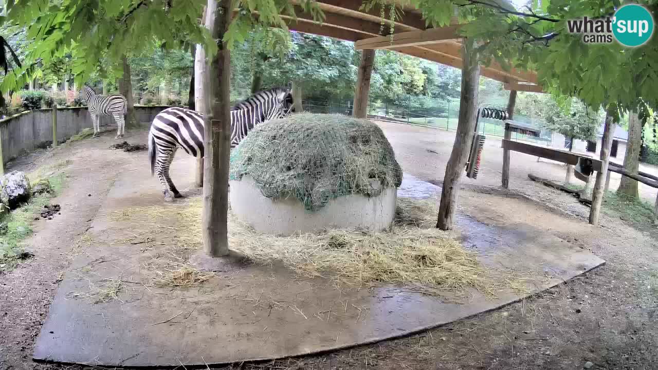 Zebre v živo v živalskem vrtu Ljubljana ZOO spletne kamere