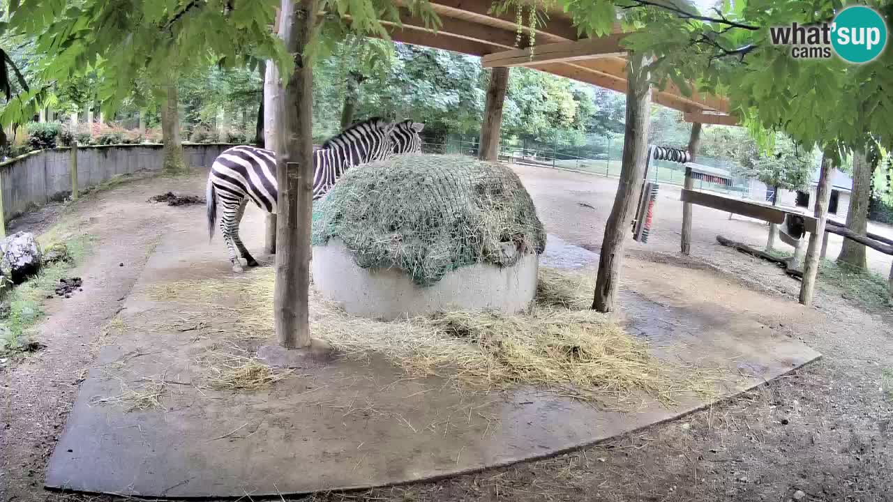 Camera en vivo Cebras in Ljubljana ZOO – Eslovenia