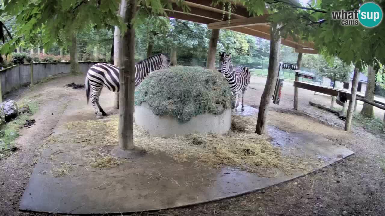 Le Zebre nello ZOO di Ljubljana – Slovenia Live webcam