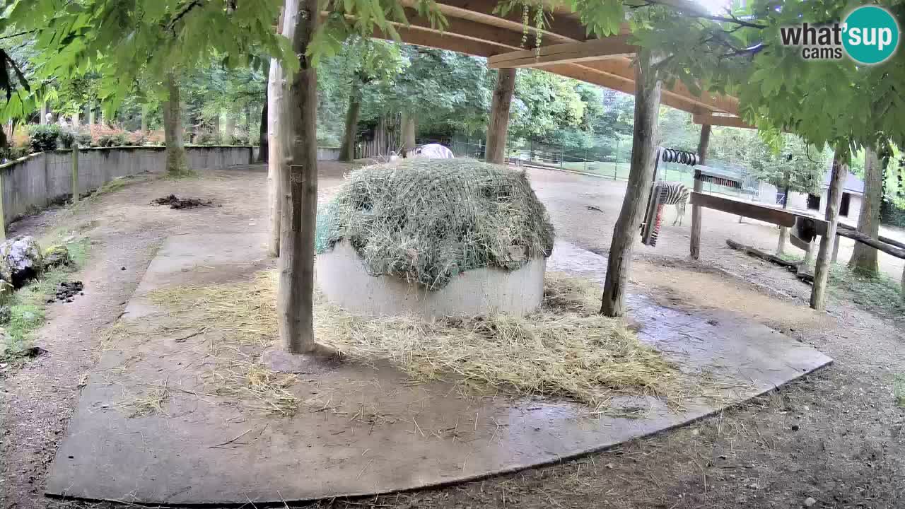 Live webcam Zebras in Ljubljana ZOO – Slovenia