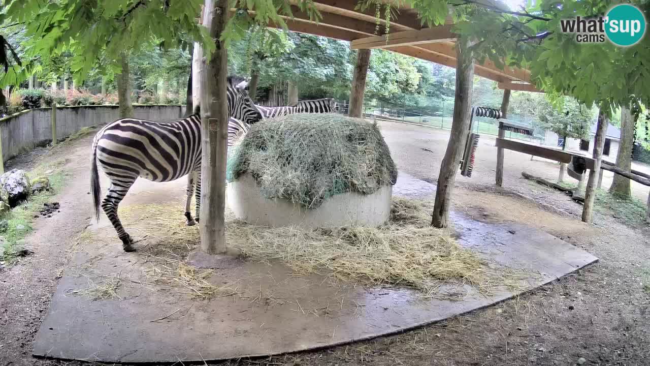 Camera en vivo Cebras in Ljubljana ZOO – Eslovenia