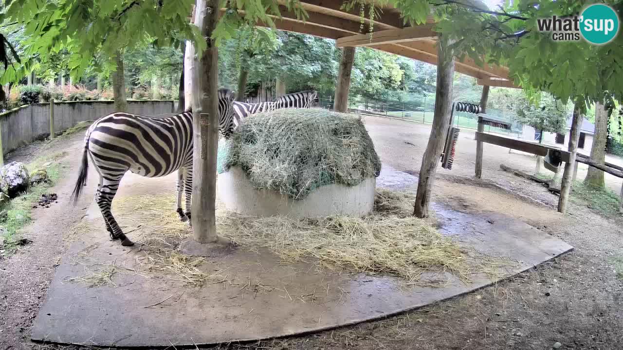 Live Webcam Zebras in Ljubljana ZOO – Slowenien