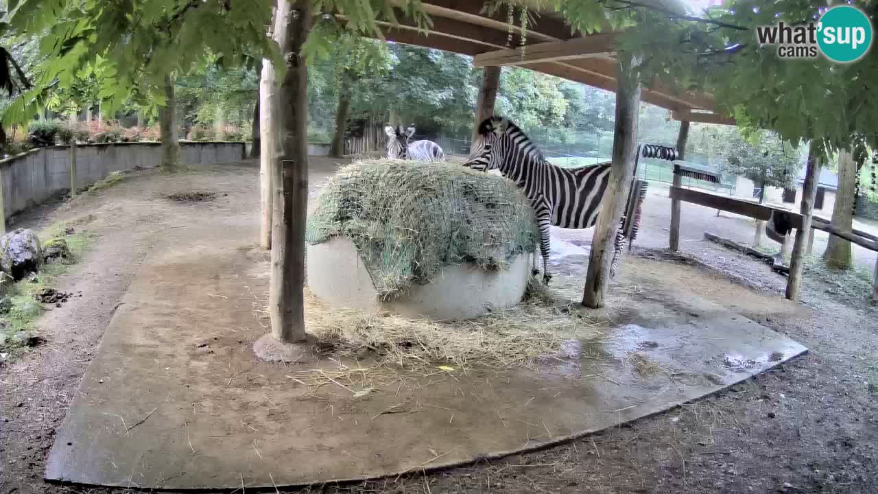 Live Webcam Zebras in Ljubljana ZOO – Slowenien