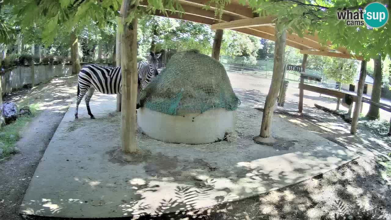 Web kamera uživo Zebras u ZOO Ljubljana – Slovenija