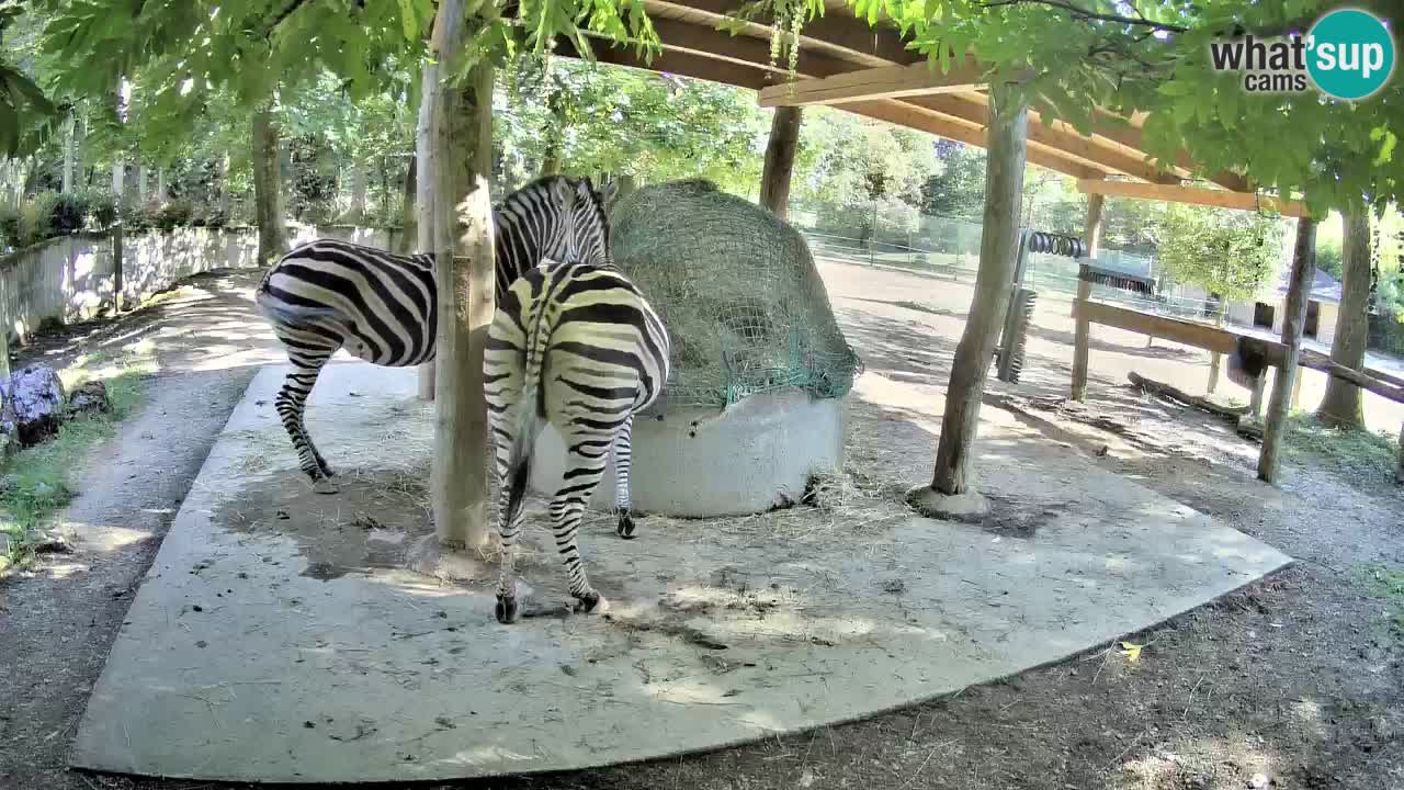 Live Webcam Zebras in Ljubljana ZOO – Slowenien
