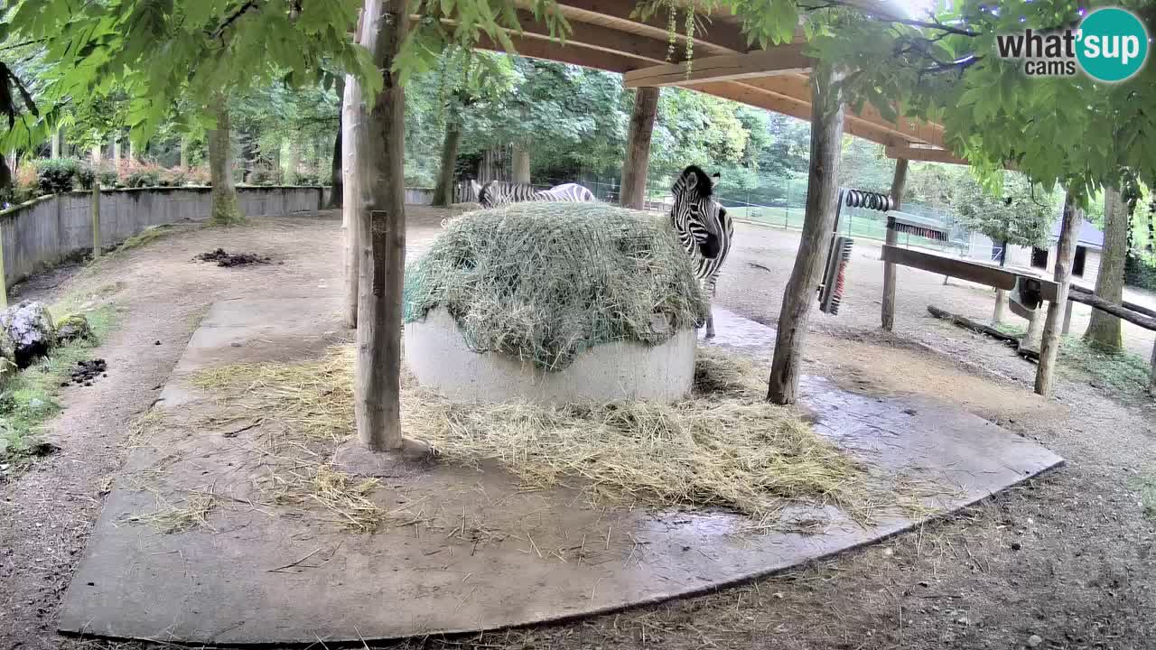 Live webcam Les zèbres in Ljubljana ZOO – Slovénie