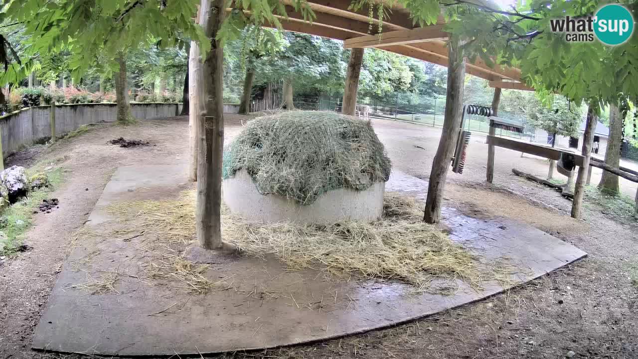 Live Webcam Zebras in Ljubljana ZOO – Slowenien