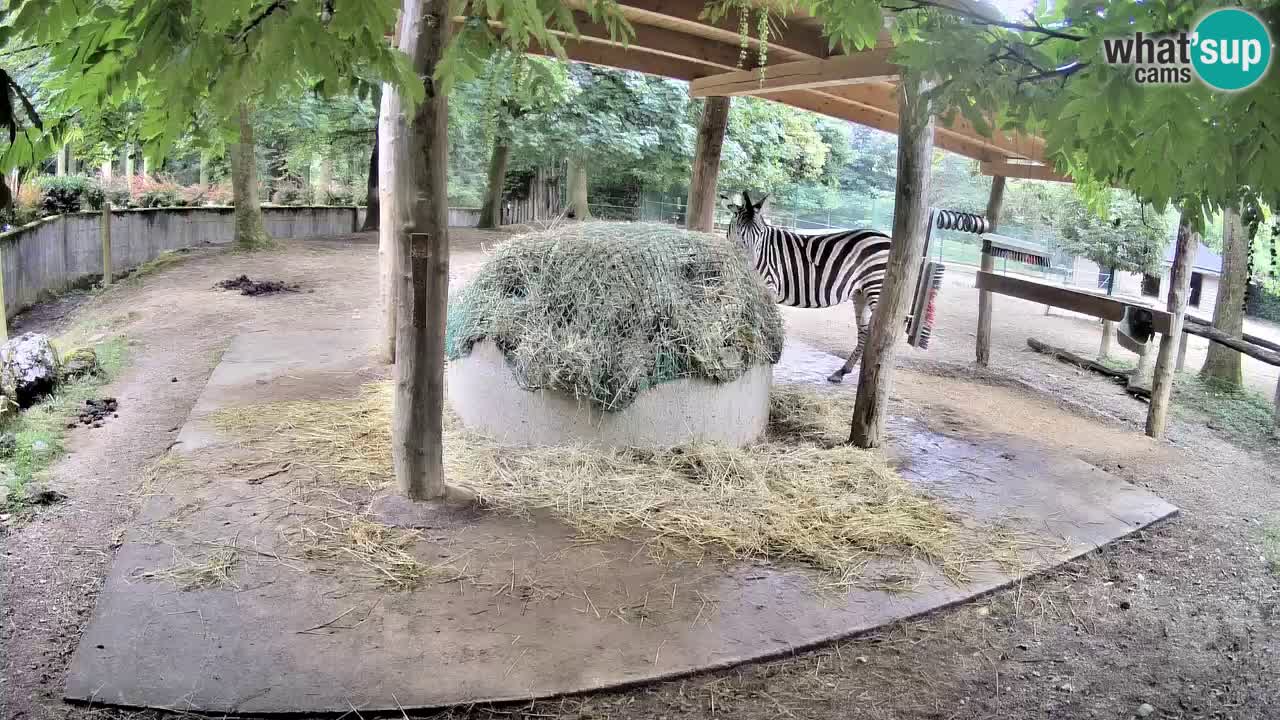 Web kamera uživo Zebras u ZOO Ljubljana – Slovenija