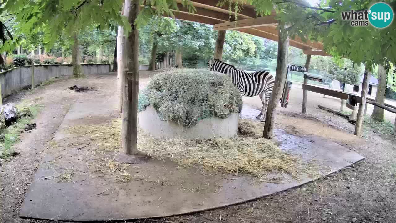 Live webcam Zebras in Ljubljana ZOO – Slovenia