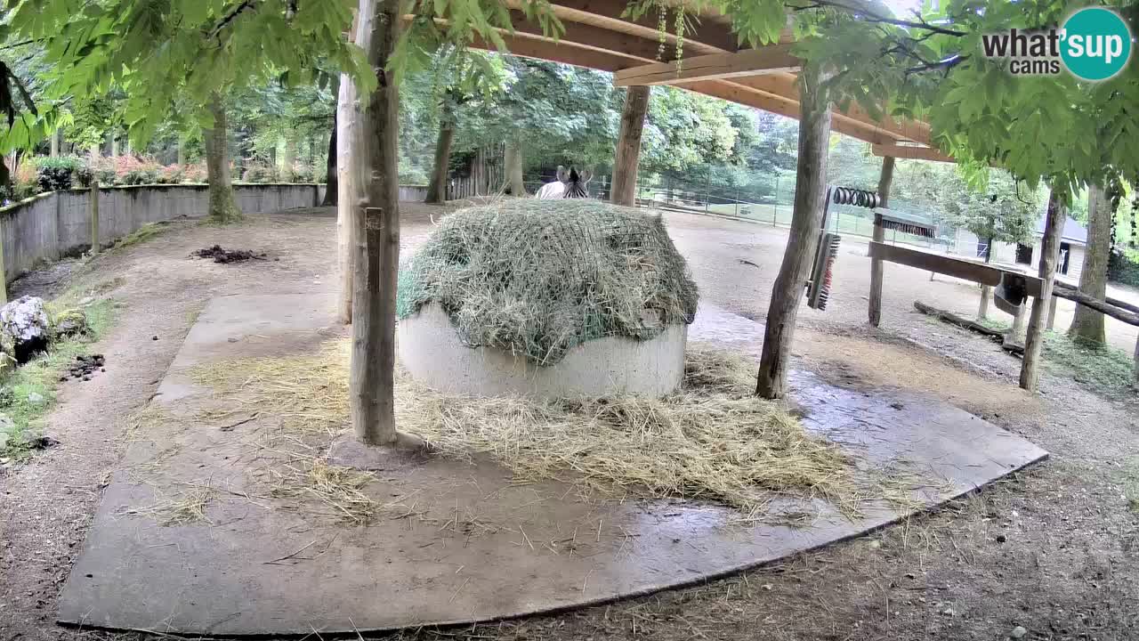 Live Webcam Zebras in Ljubljana ZOO – Slowenien