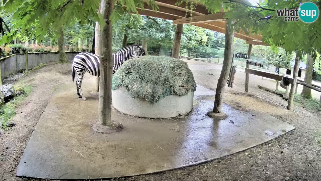 Web kamera uživo Zebras u ZOO Ljubljana – Slovenija