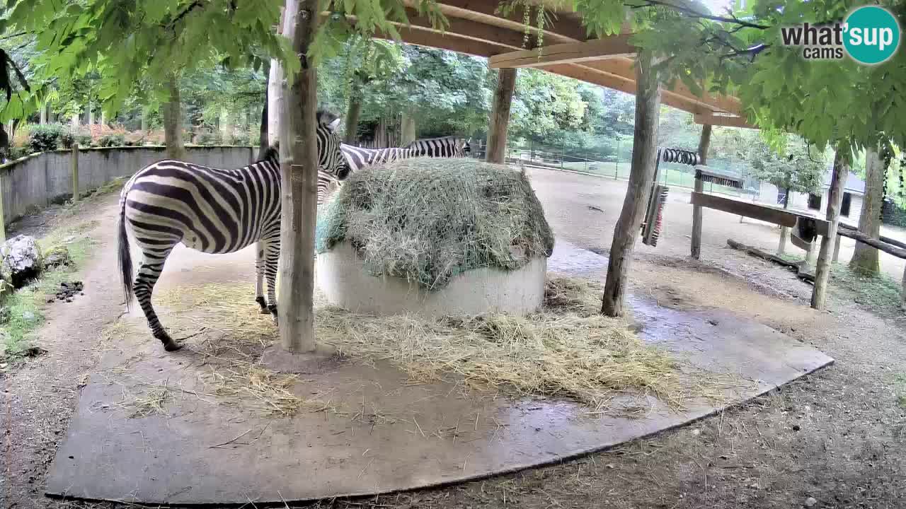 Camera en vivo Cebras in Ljubljana ZOO – Eslovenia