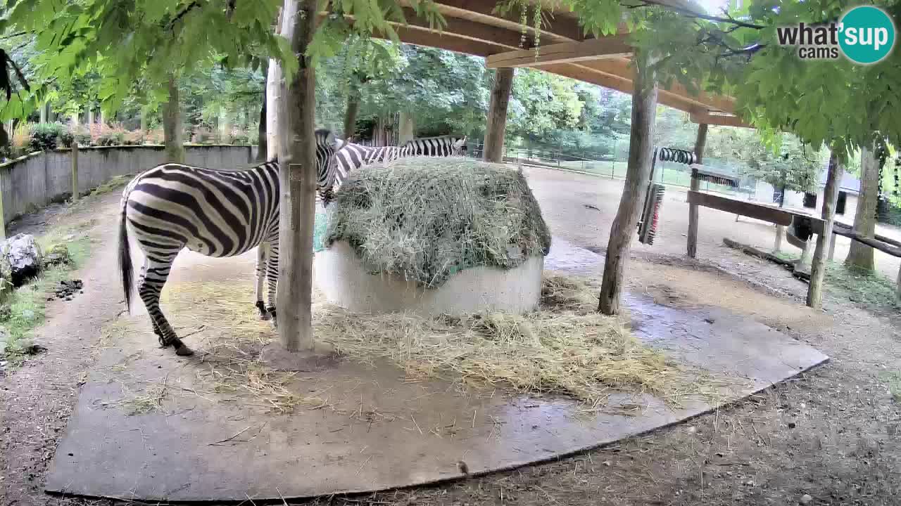 Live Webcam Zebras in Ljubljana ZOO – Slowenien