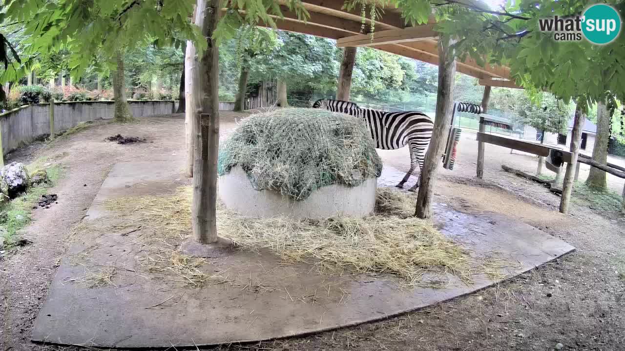 Le Zebre nello ZOO di Ljubljana – Slovenia Live webcam