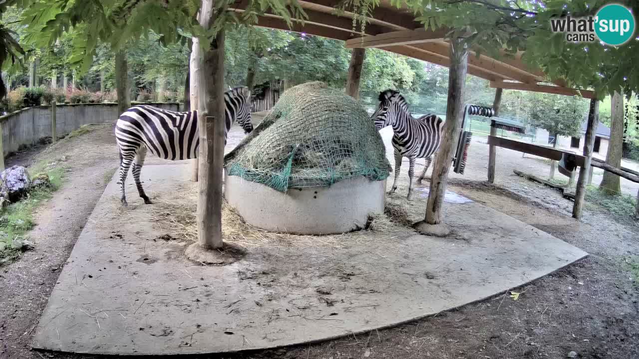 Web kamera uživo Zebras u ZOO Ljubljana – Slovenija